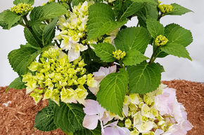 Hortensia, Hortensia boule 'Sweet Seduction�'