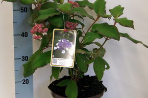 Hortensia rugueux
