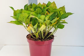 Hortensia, Hortensia boule bicolore 'Tivoli Blue�'
