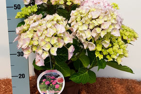 Hortensia, Hydrangea boule 'Belle Seduction�'