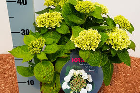Hortensia, Hortensia � fleur 'Benxi'