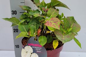 Hortensia, Hortensia boule 'Bianco�' blanc
