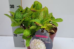 Hortensia, Hortensia boule 'Caipirinha�' blanc