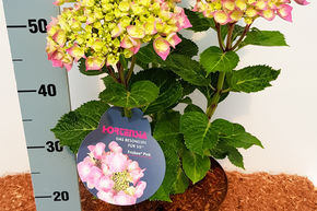 Hortensia, Hortensia � fleur 'Frisbee� Pink'