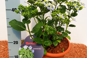 Hortensia, Hortensia � fleurs rondes Hovaria� 'Fireworks Blue'