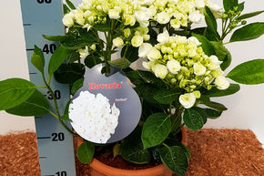 Hortensia, Hortensia boule Hovaria� 'Holibel�'