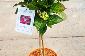 Hortensia, Hydrangea � fleurs rondes 'Nizza' - Tige