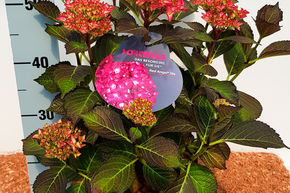 Hortensia, Hortensia boule 'Red Angel'