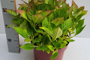 Hortensia, Hortensia boule bicolore Saxon� 'Candy Heart'