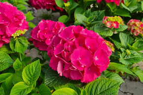 Hortensia boule 'Sch�ne Bautznerin' rouge