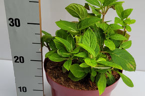 Hortensia, Hortensia boule 'Xian'