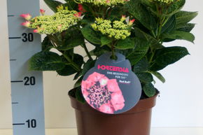 Hortensia, Hortensia � fleurs rondes 'Red Bull'