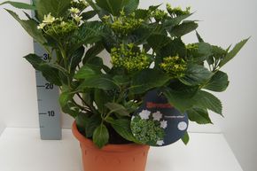 Hortensia, Hydrangea � fleurs rondes Hovaria� 'Fireworks White'