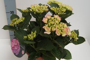 Hortensia, Hortensia boule Hovaria� 'Sweet Fantasy�'