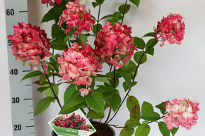 Hortensia, Hortensia en grappes 'Fire Light'