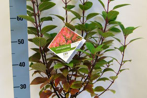 Hortensia, Hortensia en grappes 'Little Quick Fire�'