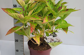 Hortensia, hortensia � feuilles rondes 'Cloudi'� - plante XXL