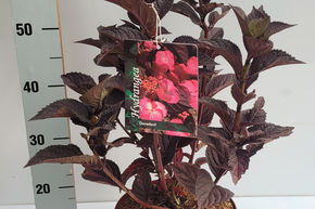 Hortensia, Hortensia � fleurs en plaques 'Daredevil�'