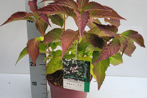 Hortensia, Hydrangea � fleur 'Summer Glow�'