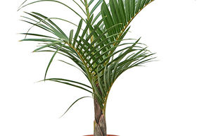 Palmiste marron