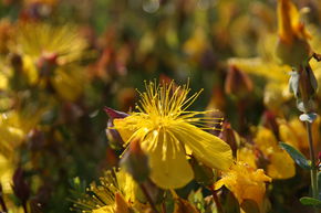 Millepertuis 'Grandiflorum'