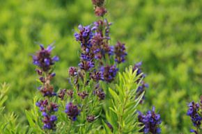 Hysope officinale