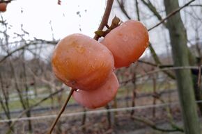 Kaki 'Hachiya'