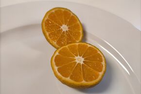Mandarine Satsuma Switrus� 'Collot'
