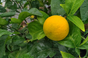 Pamplemousse Switrus� 'Trifeola'