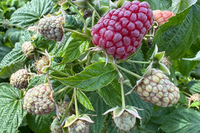 Framboise pourpre sans �pines 'Purple Love'�
