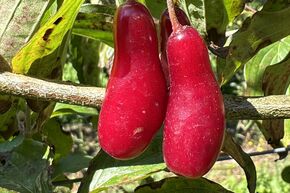 Cornouiller m�le 'Elegant'