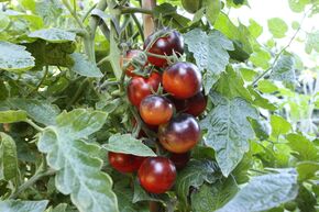 Tomate de plein champ OpenSky� 'Happyblack�'