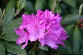 Rhododendron hybride 'Roseum Elegans'