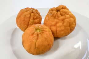 Mandarine Switrus� 'Sanford Curafora'