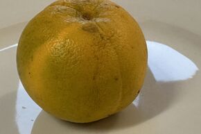 Switrus� Orange 'US-119'