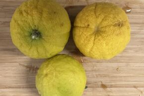Citron Switrus� 'Ichanglemon'