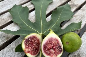 Figuier 'Conadria'