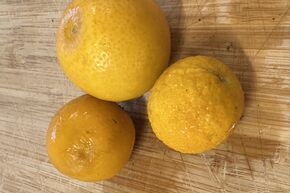 Mini-orange Switrus� 'Glen'