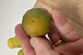 Mandarine Switrus� 'Changsha-Hybrid'