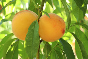 P�che 'Percoca'