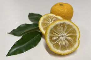 Switrus� 'Yuzu Nr. 3'