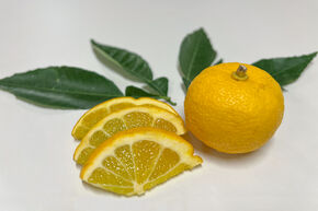 Switrus� Citronnier ‘Yuzumelo’