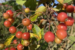 Pommier d'ornement 'Adirondack'
