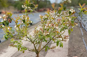 Myrtillier sur tige 'Northland'