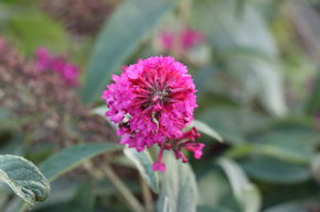 Arbre aux papillons 'Gulliver�'
