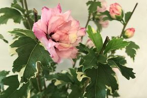 Hibiscus 'Sugar Tip�'