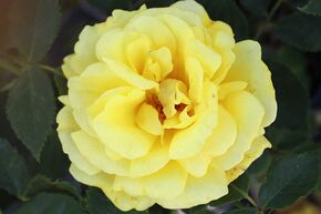 Rosier Golden Showers�