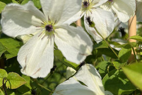 Cl�matite 'Maria Cornelia'