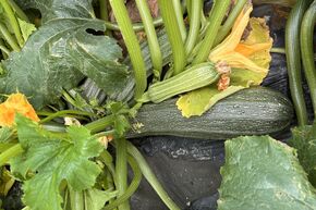 Courgette 'Costata Romanesco'