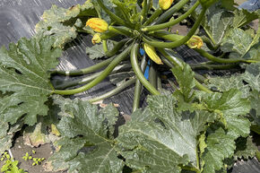 Courgette 'Inizia'